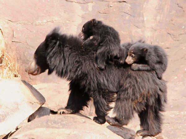 Sloth bear sends Alakkarai folk panicking; foresters’ help sought