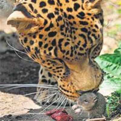 Rat devours cat's lunch... and lives!