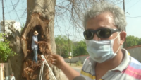 Gujarat dendrophiles initiate rescue mission of 100-yr-old tree 