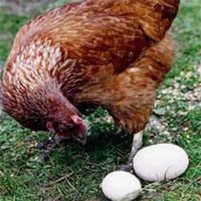 Eggscruciating! Hattie the hen lays egg eight times heavier than normal