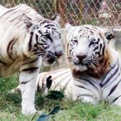 Mumbai's white tigers to soon have a mate