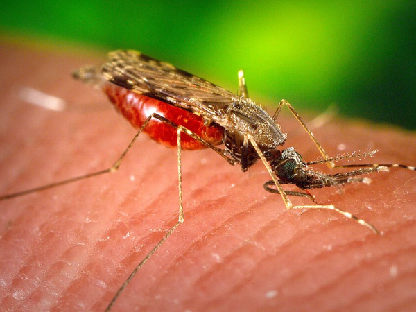 Scientists have confirmed, mosquitoes have finally invaded one of earth’s last mosquito-free countries