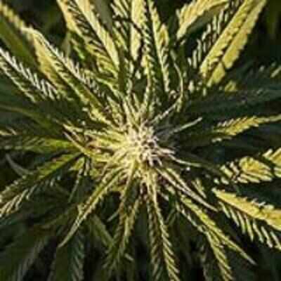 Spanish town authorises cannabis plantation