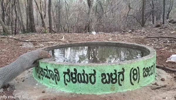 Bidar youth turn lifeline for thirsty wildlife