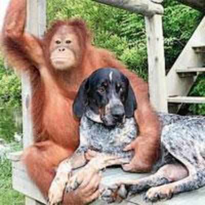 An orangutan  with a dog  for his best friend 