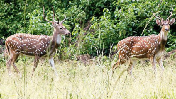 PTR has one tiger: 2022 census report