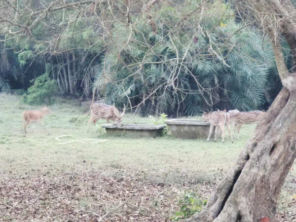 Forest dept takes steps to provide water to animals in Bhitarkanika