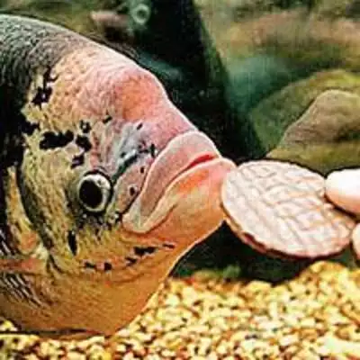 Overweight fish weaned off chocolates!