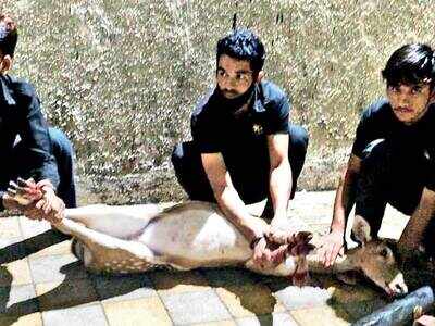 Oh deer! A night of rescue operation after four deer strayed into housing societies in Thane