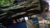 Pune: 1 dead after tree falls on bus following heavy rains 