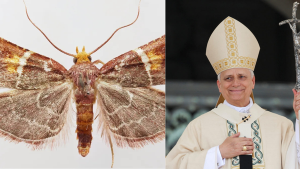 Pyralis papaleonei: Why scientists named this newly discovered moth after Pope Leo XIV