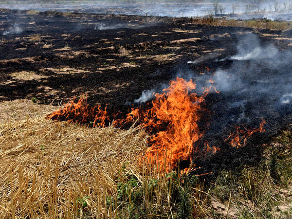 Punjab farm fires may beat 4-year record