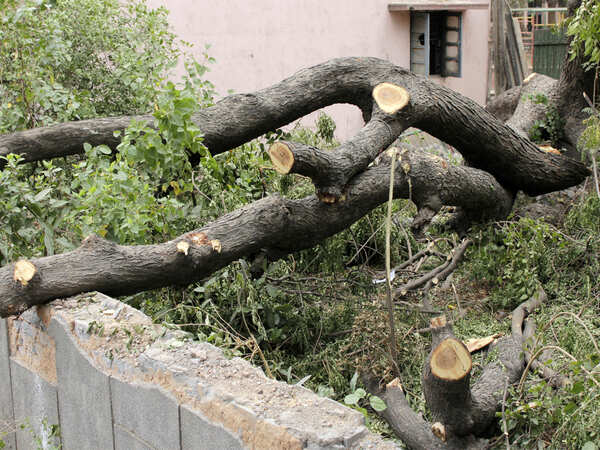 Transplanting no alternative as most trees don’t survive it