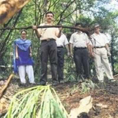 100 trees illegally felled on BMC plot