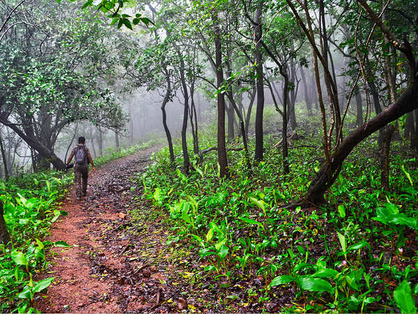 Telangana chasing tree planting, set to miss big forest picture
