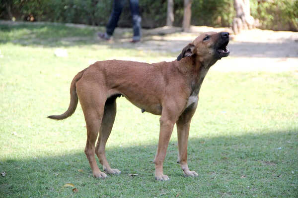 All strays sterilise in ward no 100 in Indirapuram, says GMC