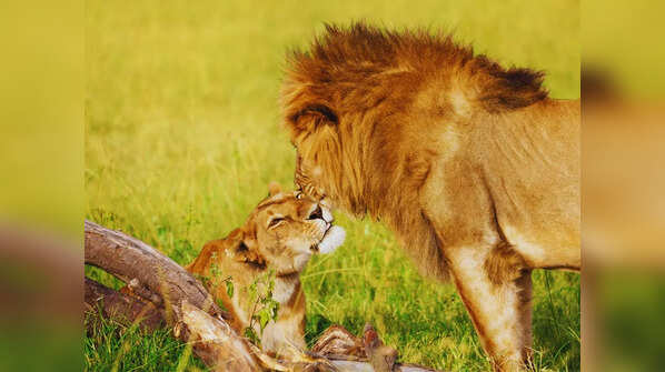 Maasai Mara National Reserve, Kenya