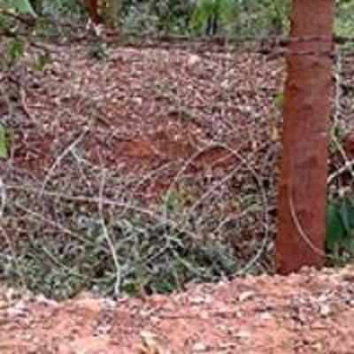 After sandalwood trees, animals under threat at BU campus