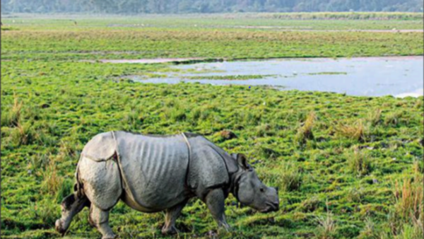 Assam: Kaziranga National Park gets 452 sq km more as tenth addition