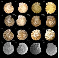 ARI experts find new species of forams that hold secrets to Earth&rsquo;s past climate on India&rsquo;s coast