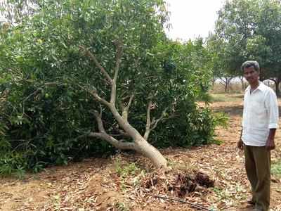 Telangana: Mangoes to be dearer this season as thunderstorm uproots trees