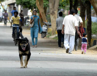 Mumbai: 36,431 rabies cases reported this year