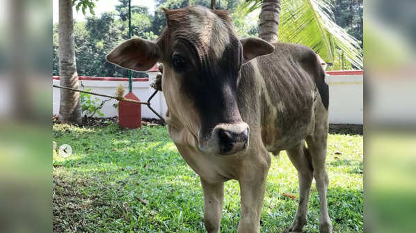 Kerala Vechur Cow: The smallest cattle breed in the world with ...