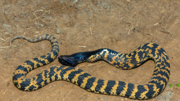 7 snakes that give birth to young ones and do not lay eggs