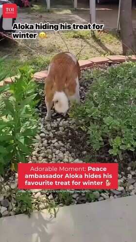 Aloka&rsquo;s Adorable Winter Prep Wins Hearts