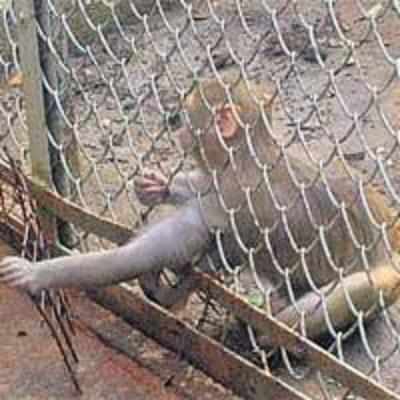 '˜Veggie' rodents leave zoo's monkeys starving