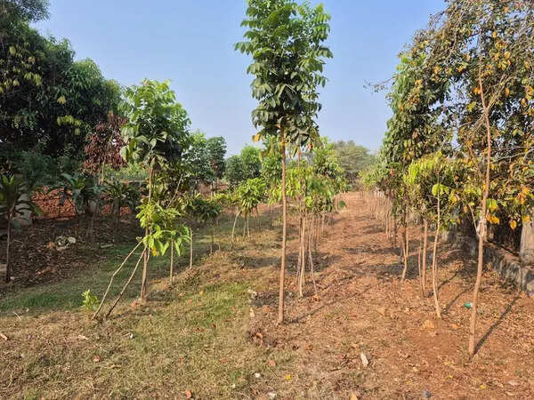 HDMC staff create Miyawaki forest in green push