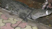 8-feet-long crocodile rescued from residential area in Vadodara 