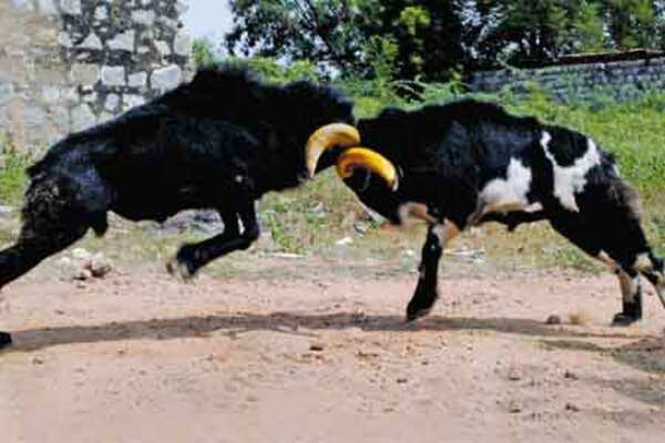 Madurai host to thrilling goat fights
