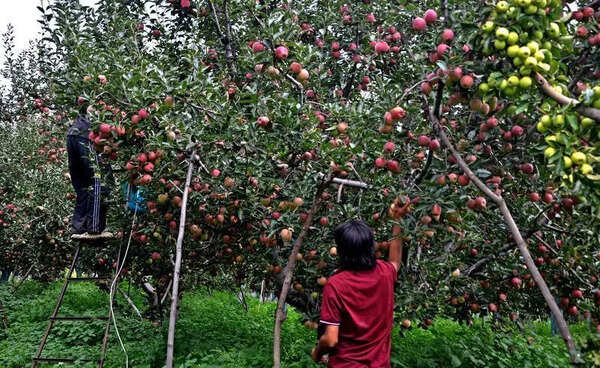 Start arrangements for apple procurement: Sukhu to HPMC