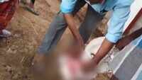 Cow gets injured after biting crude bomb in AP’s Chittoor 