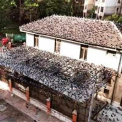 Ghatkopar residents say pigeons are killing them