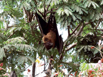 Virus spillover may be occurring between bats and humans: Study