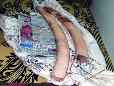 Man nabbed trying to sell jumbo tusks; no clarity on where he got them