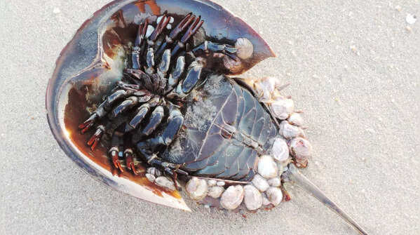 Horseshoe Crabs