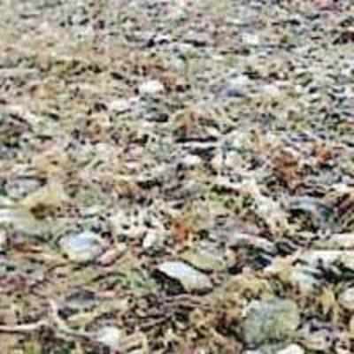 Now 40,000 dead crabs wash up on British coast