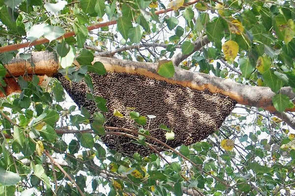 Bees swarm at Kolhapur rural hospital, 10 stung