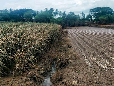Sugarcane crops in Maharashtra ruined in rains, experts fear 20 per cent less production