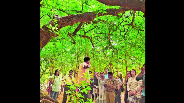 Residents branch out: ‘Tree walk’ explores centurion trees in city