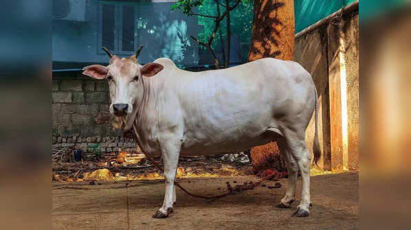 India’s miniature bovine marvel