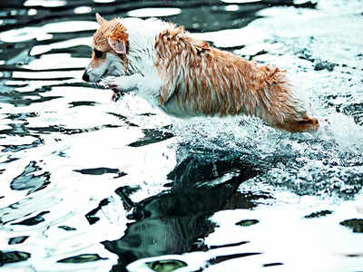 Hydrotherapy? The pets lap it up