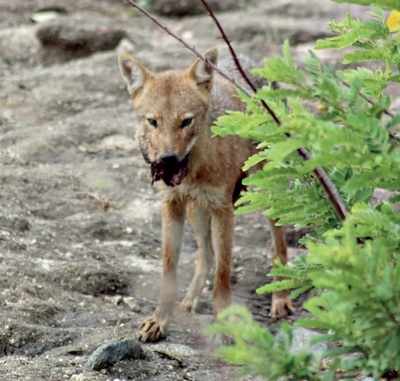 Karnataka: Activists join in to look for a wounded jackal