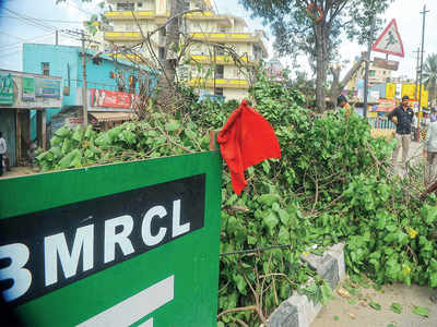 What city needs: Tree musketeers