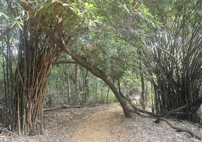 Save MNP: Aaditya Thackeray starts online petition, urges Mumbaikars to ensure that this green space is not usurped, destroyed