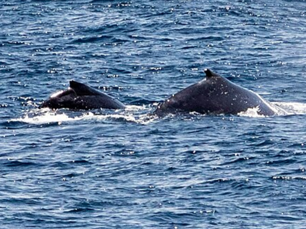 For over a century, whalers hunted South Pacific humpbacks to near-extinction, and decades later, scientists discovered older males now control who fathers the next generation
