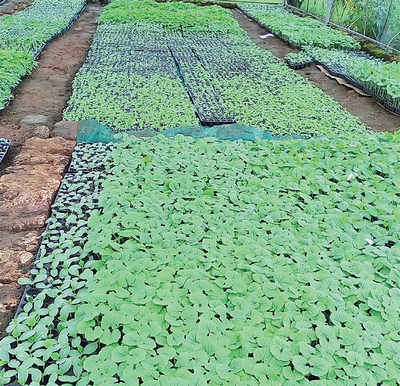 State learns to grow seedlings in a tray
